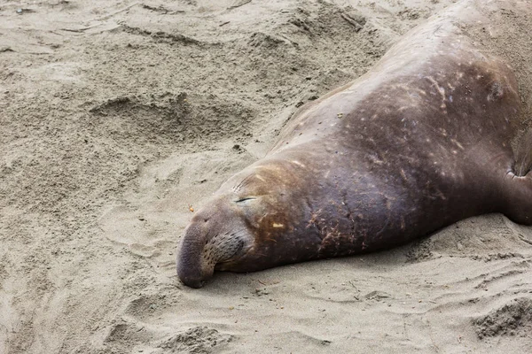 Bonita Foca Relaxante Praia Califórnia Eua — Fotografia de Stock