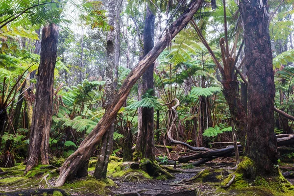 Helechos Gigantes Selva Tropical Isla Hawaii — Foto de Stock