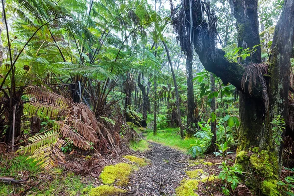 Гигантские Папоротники Тропических Лесах Остров Гавайи — стоковое фото
