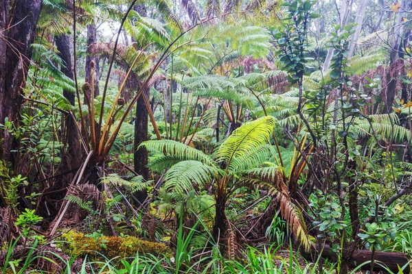 Gigant Fern Ağaçlar Yağmur Ormanlarında Hawaii Adası — Stok fotoğraf
