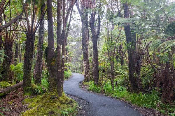 Gigant Fern Ağaçlar Yağmur Ormanlarında Hawaii Adası — Stok fotoğraf