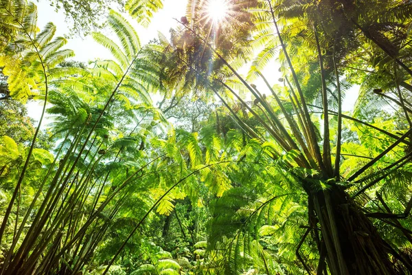 Samambaias Gigantes Floresta Tropical Ilha Havaí — Fotografia de Stock