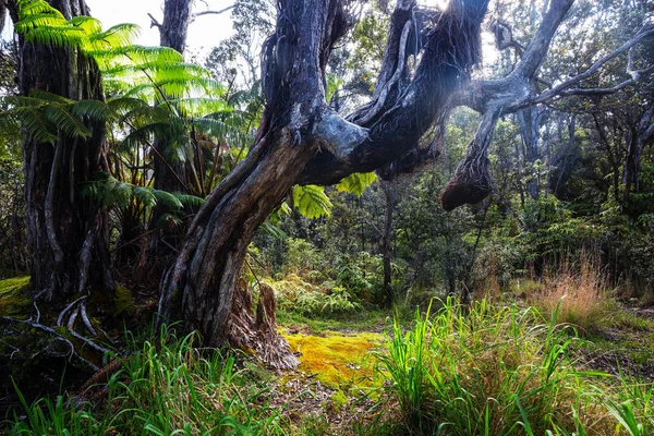 Gigant Fern Ağaçlar Yağmur Ormanlarında Hawaii Adası — Stok fotoğraf
