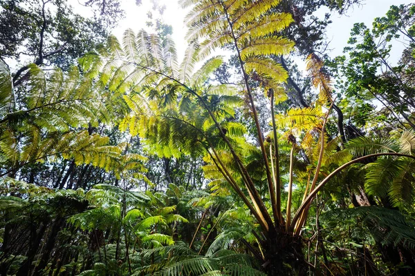 Gigant Tűlevelű Fák Esőerdők Hawaii Sziget — Stock Fotó