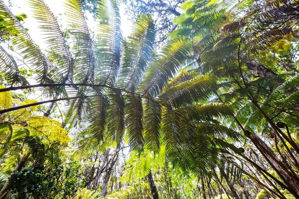 Alberi Felce Giganti Nella Foresta Pluviale Isola Delle Hawaii — Foto Stock