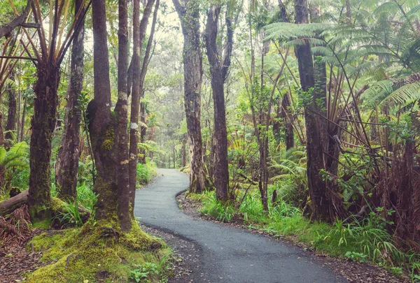 Gigant Fern Bomen Het Regenwoud Hawaii Island — Stockfoto