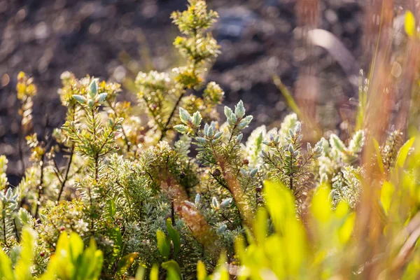 Natte Groene Flora Hawaï Island — Stockfoto