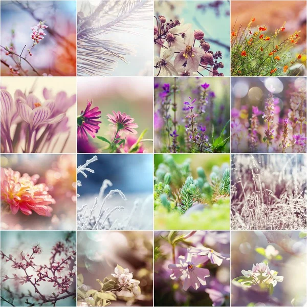 Verschillende Bloemen Collectie Achtergrond — Stockfoto