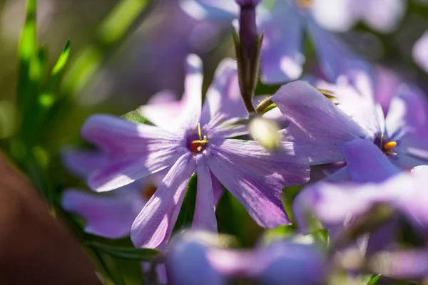 Gros Plan Sur Les Belles Fleurs Convient Pour Fond Floral — Photo