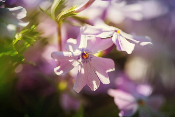 Detailní Záběr Krásné Květiny Vhodné Pro Květinové Pozadí — Stock fotografie