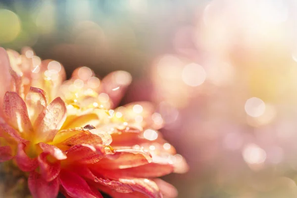 Nahaufnahme Der Schönen Blume Geeignet Für Floralen Hintergrund — Stockfoto