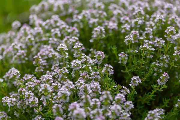 Een Close Van Prachtige Bloemen Geschikt Voor Bloemen Achtergrond — Stockfoto