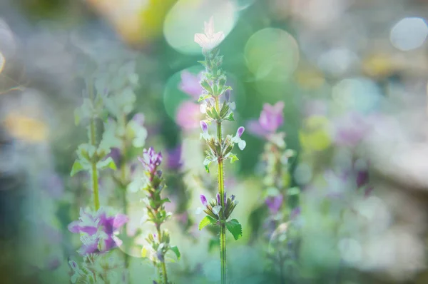 Nahaufnahme Der Schönen Blumen Geeignet Für Floralen Hintergrund — Stockfoto