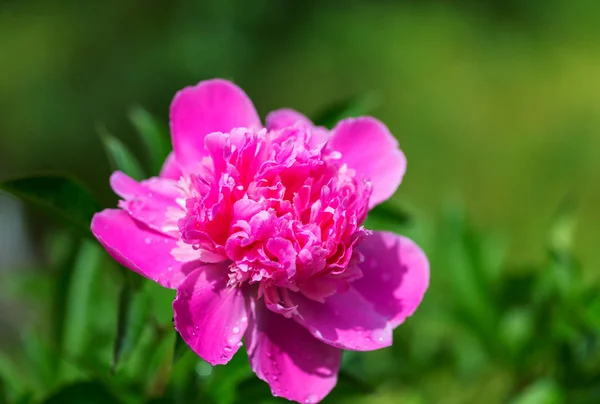 Nahaufnahme Der Schönen Blume Für Floralen Hintergrund — Stockfoto