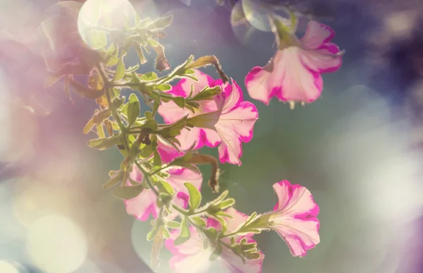 这些美丽花朵的特写镜头 适合花的背景 — 图库照片