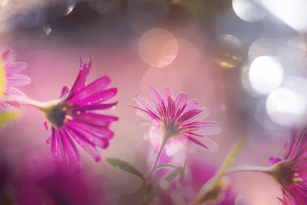 Close Shot Beautiful Flowers Suitable Floral Background — Stock Photo, Image