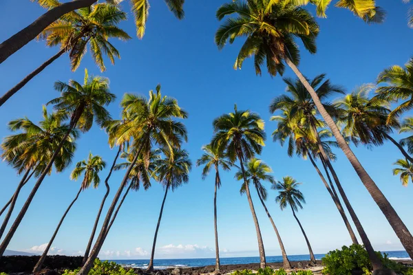 Hawaiian Stranden Natur Natursköna Utsikten — Stockfoto