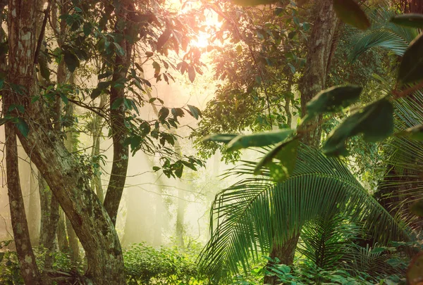 Misty Rainforest Costa Rica Midden Amerika — Stockfoto