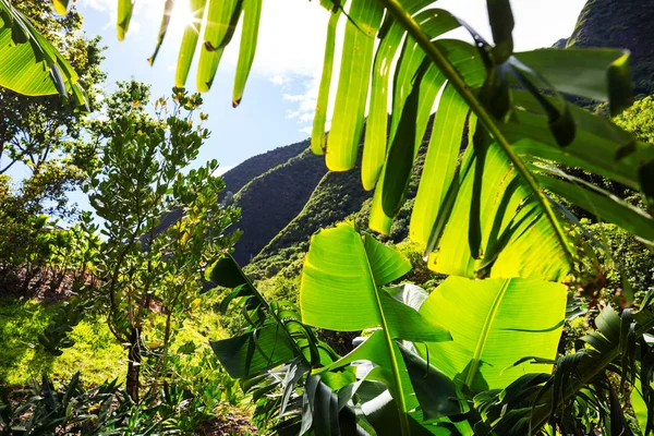 Džungle Krásné Přírodní Krajině Havaj — Stock fotografie
