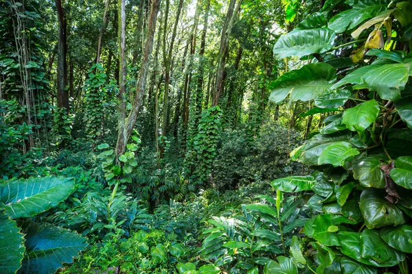 Djungel Hawaii Vacker Natur Landskap — Stockfoto