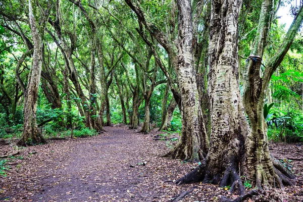 Джунглях Гаваї Красивою Природою Краєвид — стокове фото