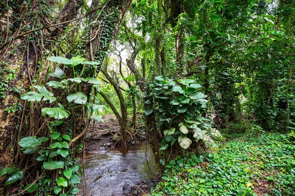 Hawaii Güzel Doğa Manzara Orman — Stok fotoğraf