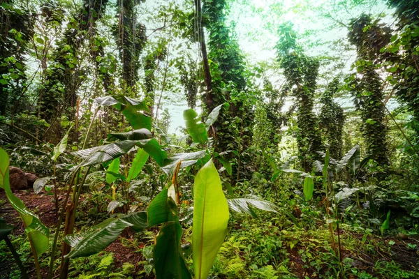 Dzsungel Hawaii Gyönyörű Természeti Táj — Stock Fotó