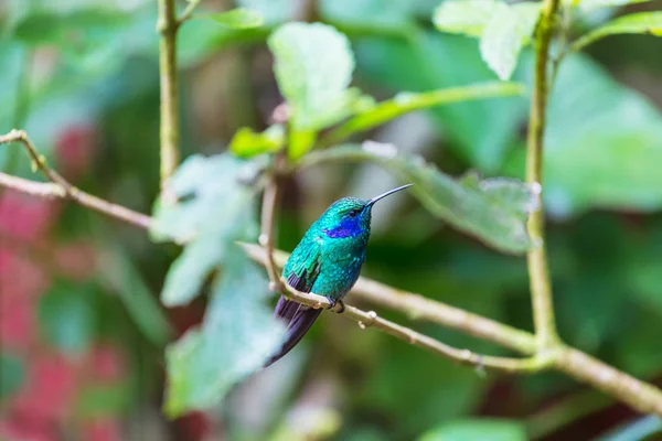 Colibri Coloré Costa Rica Amérique Centrale — Photo