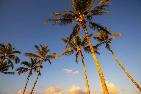 Kumlu Plajda Palmiye Gölge — Stok fotoğraf