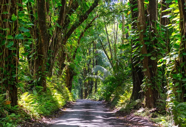 Грязная Дорога Отдаленных Джунглях Биг Айленде Гавайи — стоковое фото
