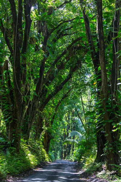 Camino Tierra Selva Remota Big Island Hawái — Foto de Stock