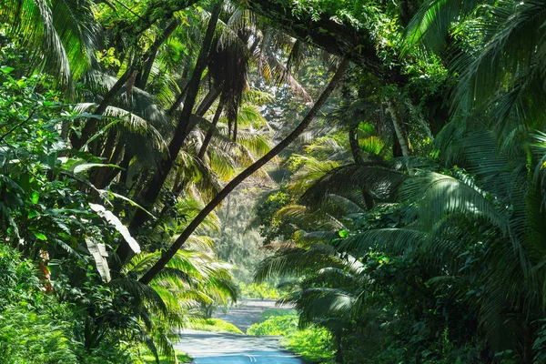 Strada Sterrata Nella Giungla Remota Big Island Hawaii — Foto Stock