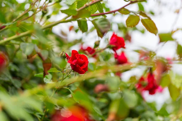 红玫瑰 美丽的自然背景 — 图库照片
