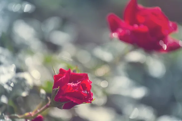 Roses Rouges Beau Fond Nature — Photo