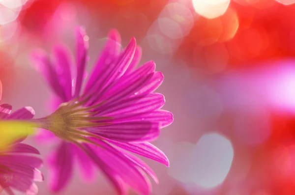 Een Close Van Prachtige Bloemen Geschikt Voor Bloemen Achtergrond — Stockfoto