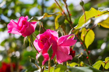 Pembe Gül, güzel doğası arka plan