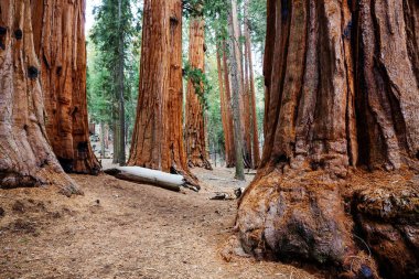 Sequoias forest in summer season clipart