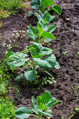 Bahar filizi bahçesinde yakın çekim 