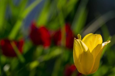 Lale çiçeği. Yaklaş. 