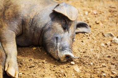 Vietnamca domuz yakın çekim 