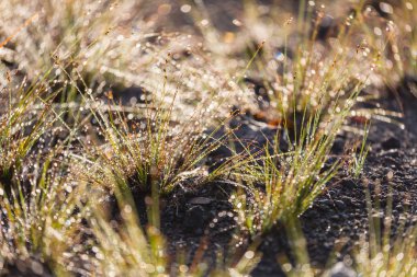 Islak çimen yakın çekim 