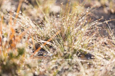 Sabah çayırında ıslak çimenler