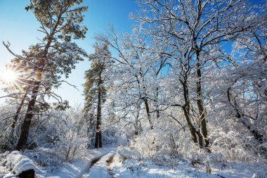 Kış mevsiminde karla kaplı orman manzarası.  