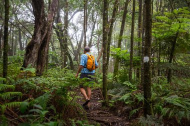 Uzun yürüyüşe çıkan kimse ormanda yeşil, Hawaii, ABD izinde
