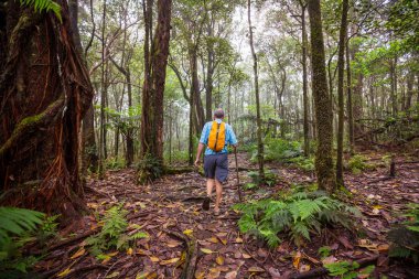 Uzun yürüyüşe çıkan kimse ormanda yeşil, Hawaii, ABD izinde