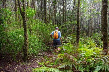 Uzun yürüyüşe çıkan kimse ormanda yeşil, Hawaii, ABD izinde
