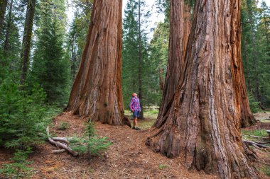 Yaz sezonu SEQUOIAS ormandaki adam