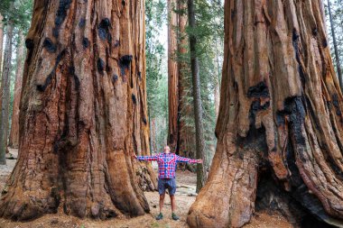 Yaz sezonu SEQUOIAS ormandaki adam