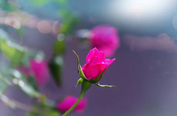 Rosa Rosa Bella Natura Sfondo — Foto Stock