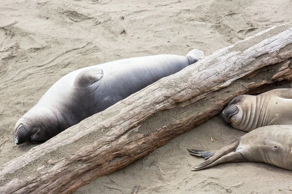 Хищные Тюлени Пляже Калифорния Сша — стоковое фото